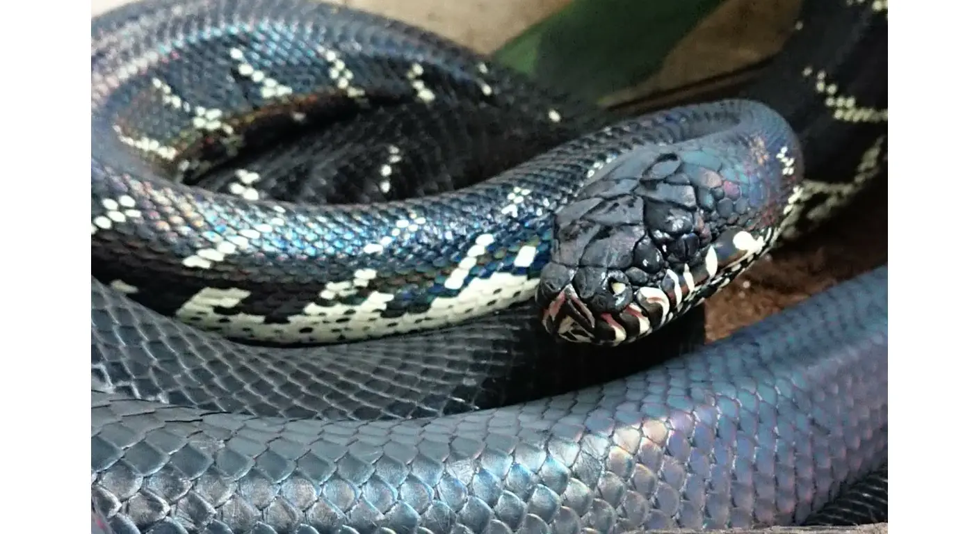 Boelens Python (morelia boeleni)